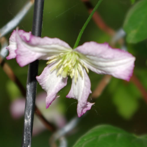 Clematis viticella Little Nell